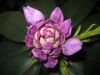 Rhododendron 1. Photo Che89